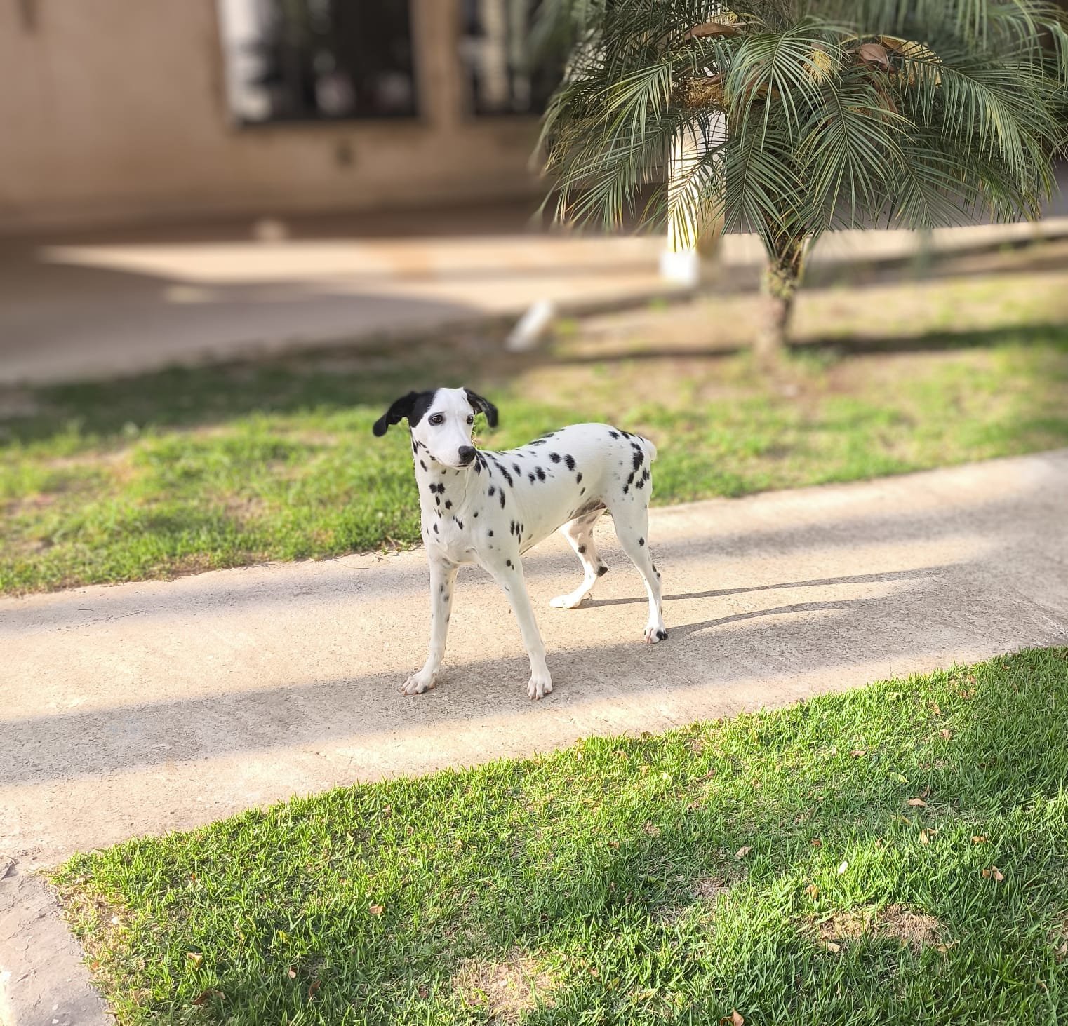 Pet hospedado no Hotel Pet Nobre